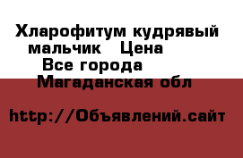 Хларофитум кудрявый мальчик › Цена ­ 30 - Все города  »    . Магаданская обл.